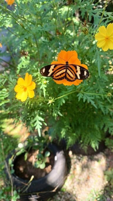Flor De Cacau Hospedaria Ubatuba Dış mekan fotoğraf